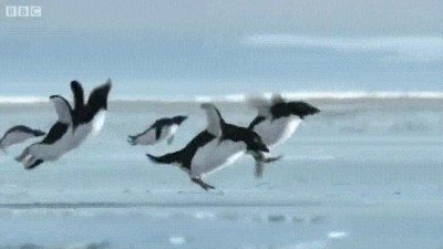 pinguinos,intentar,volar,alucinante