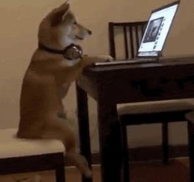 perro,pillar,videos,internet