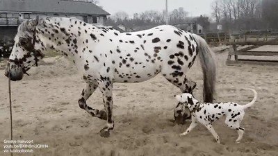 Enlace a ¿Eres mi verdadero papá?