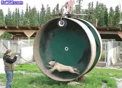 perro,crisis,energetica