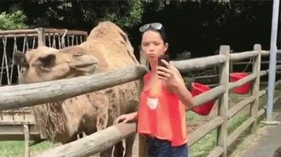 Enlace a Nunca te hagas una foto al lado de un camello