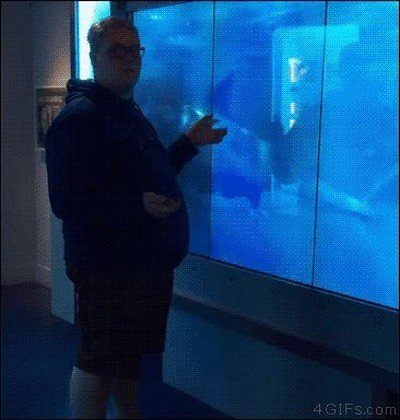 volver,acuario,cristal