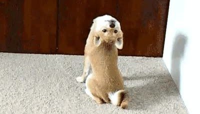 perro,peli,el exorcista