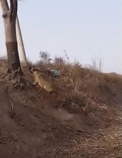 perro,salto,imposible