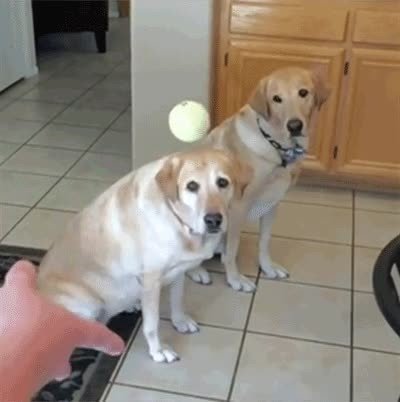 perro,parecer,due&ntilde;os