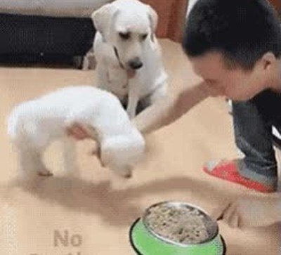 Enlace a En esta vida hay dos tipos de perro