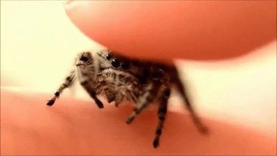 Enlace a Algunas arañas también pueden ser adorables