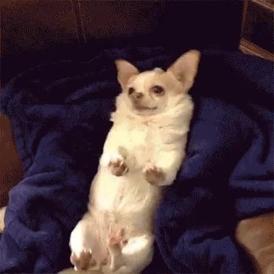 intentar,perro,dieta