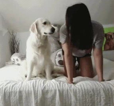 perro,humano,cama