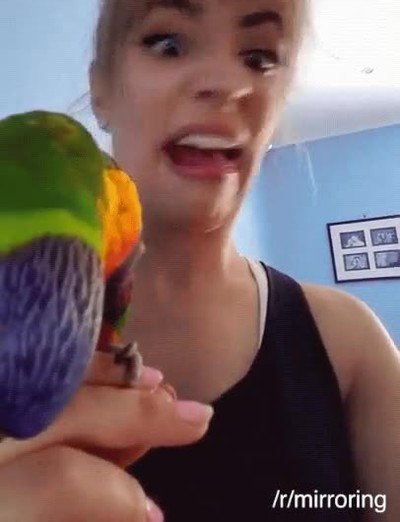 animales,parecer,cara