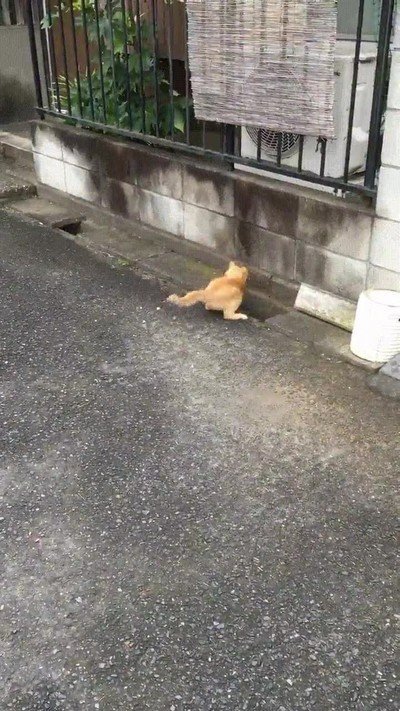 gato,callejero,jugar,pilla pilla