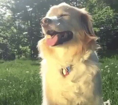 calor,salir,abrigo,perro