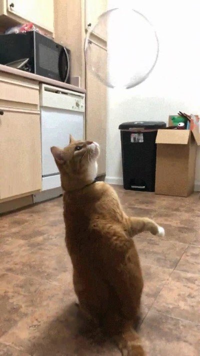 gato,demonios,burbuja