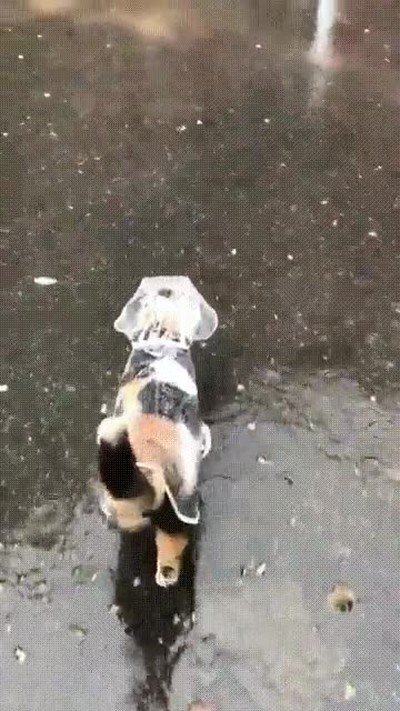 perro,lluvia