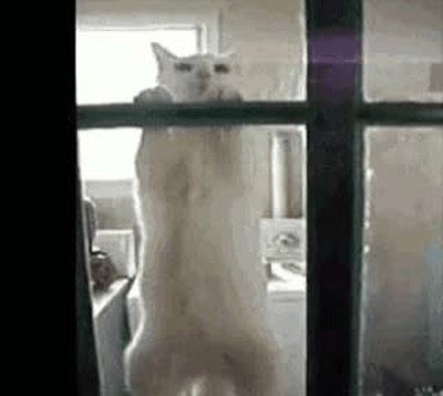 gato,repeticiones,gimnasio