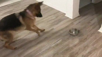 perro,invocar,comida