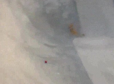 salto,perro,esfuerzo