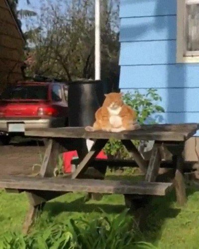 star wars,gato,han solo