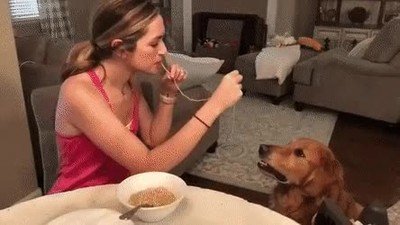 Enlace a Versión realista de La dama y el vagabundo