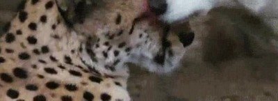 perro,mejor,amigo,besos