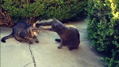 Enlace a Así sería Matrix recreada con gatos