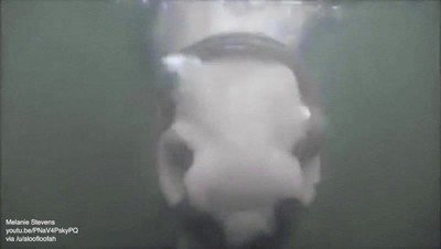 caballo,burbujas,agua