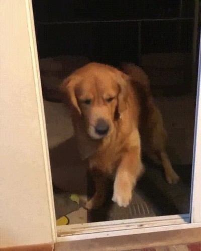 comprobar,perro,cristal,casa