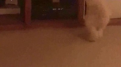 perro,jugar,amigos,peli