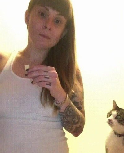 Enlace a Gatos pidiendo un poquito de comida