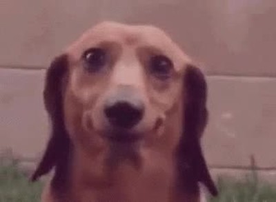 perro,novio,amiguita