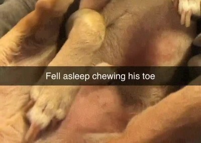 tipica,siesta,morder,pie