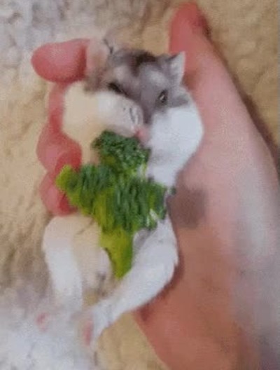 dieta,brocoli,buenisimo