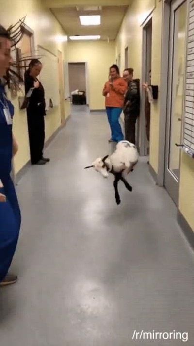 cabra,imitar,humanos