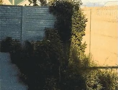 intentar,perro,crush