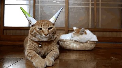 fiesta,gato,terminar