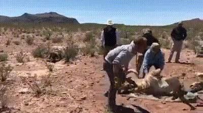 Enlace a Cuando vuelves a casa y tu mascota se pone contenta de verte