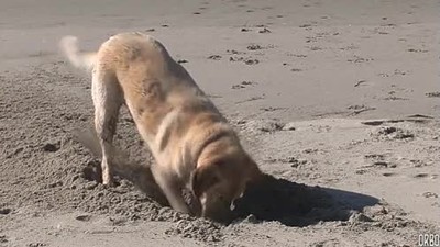 adivinar,encontrar,perro