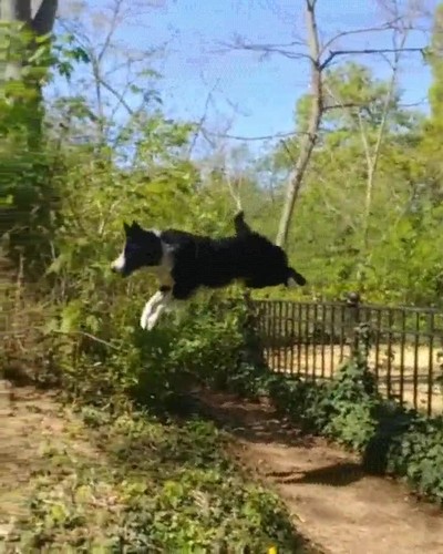 perro,saltos,increibles