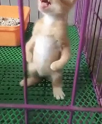 Enlace a Están evolucionando y pronto aprenderán a hablar 