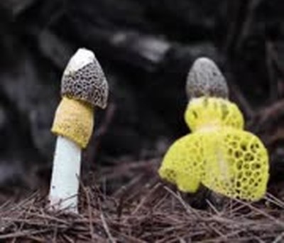 mal rollo,setas,tremendo