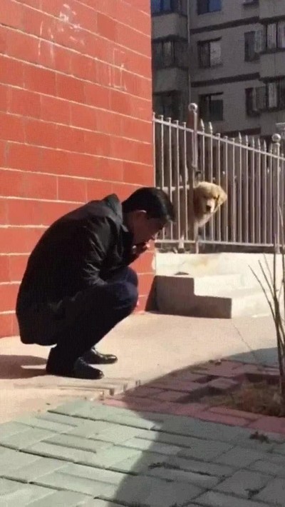 perro,mirar,despistados