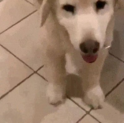 alegrar,dia,tarta,perro