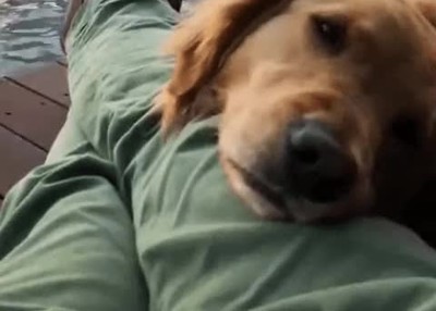 necesitar,perro,feliz