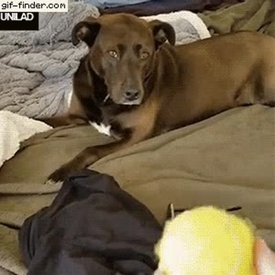 perro,instinto,atrapar,pelota