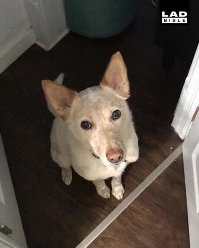 perro,mirada,salir,paseo