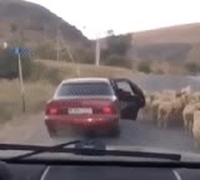 Enlace a Grand Theft Auto en el mundo animal