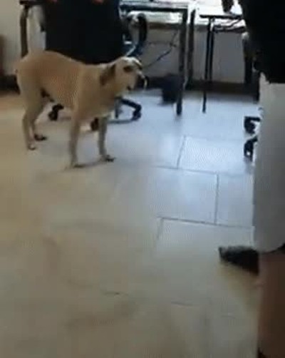 perro,juzgar,realidad,virtual