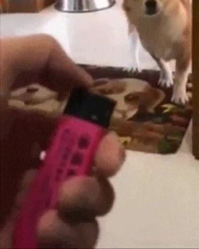 reaccion,perro,truco,magia