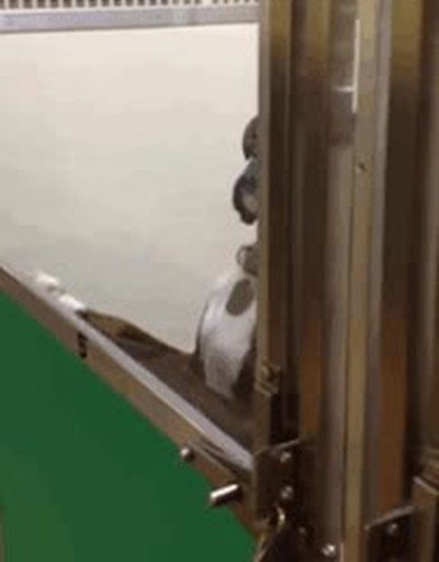 perro,mirada,observado