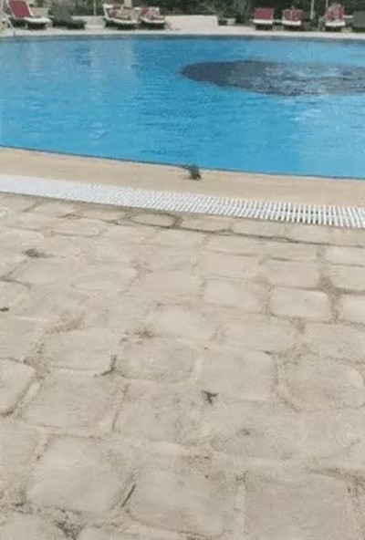 pajaros,agua,piscina,calor